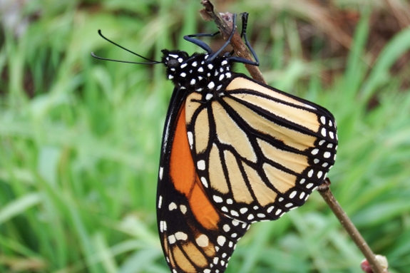 Monarch butterfly closeup