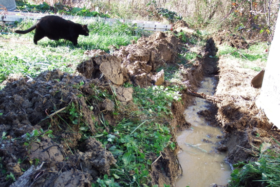 Cat inspecting ditch