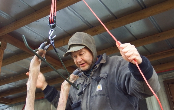 pulley and gambrel system being used to hold up young buck