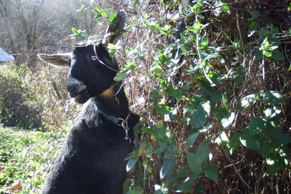 Goat eating honeysuckle