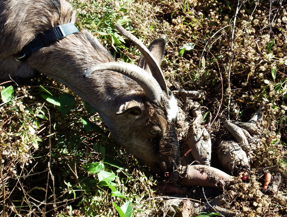 Goat eating mangels