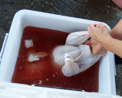 Cooling a turkey