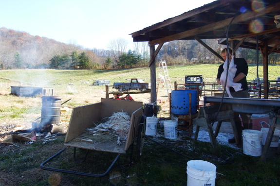 Turkey butchering station