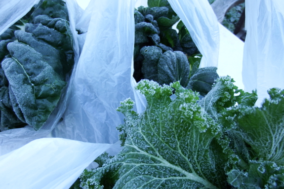 Picking frozen greens