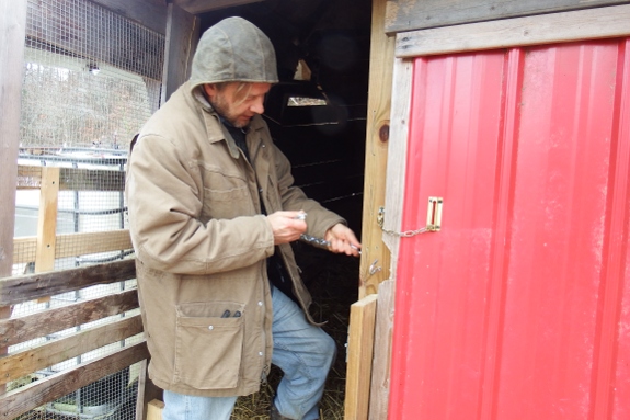goat breaks down door of barn with antler pounding
