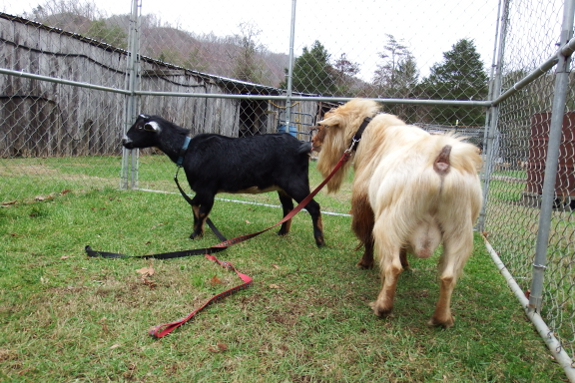 Goat courtship