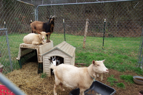 Nigerian dwarf goats