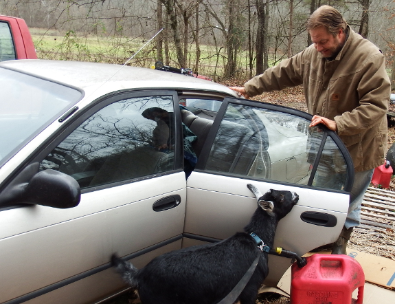 Prepping the car for a goat