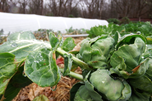 Topped Brussels sprouts