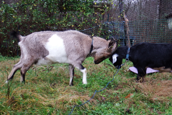 Headbutting goats