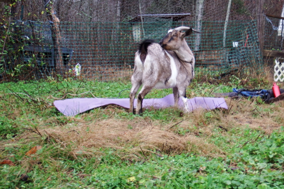 Yoga goat