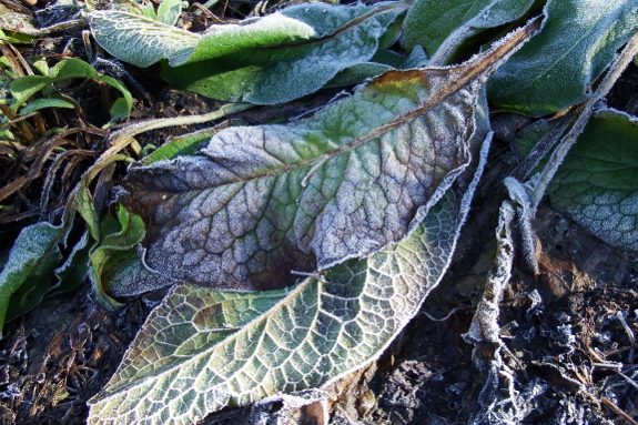 Frosted comfrey