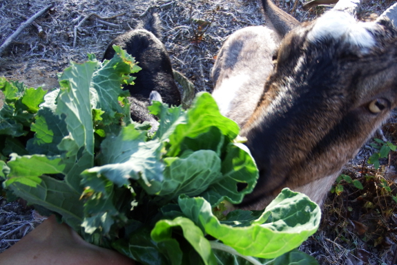 Goat bouquet