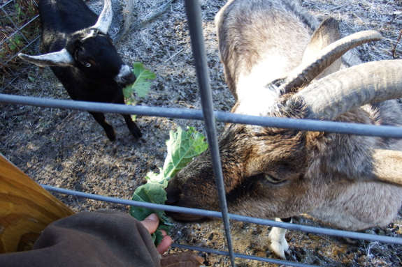 Goats eating kale