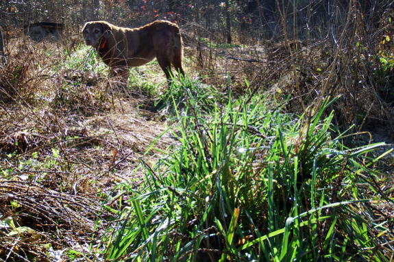 Orchardgrass