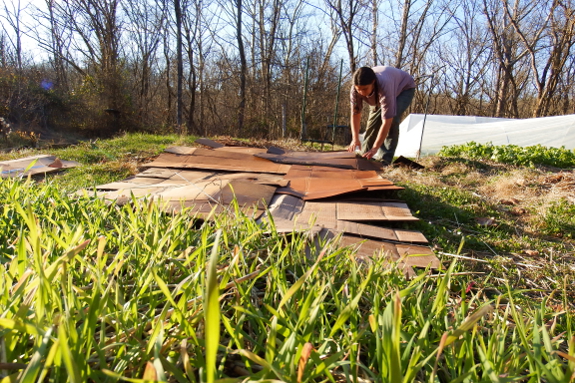 Cardboard kill mulch