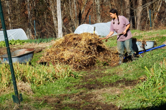 Adding chicken bedding