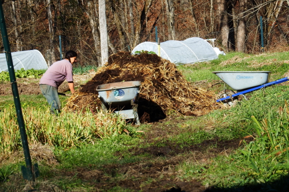 Half-finished compost