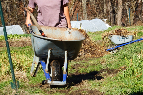 Hard-working wheelbarrow