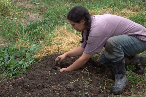 Planting a baby fruit tree