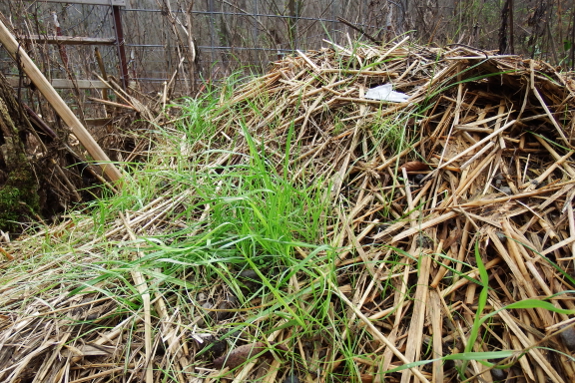 Sprouting compost pile