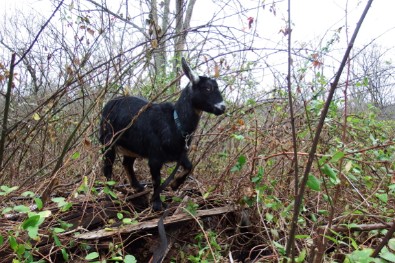 Goats in the briars