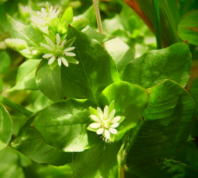 Chickweed flowers