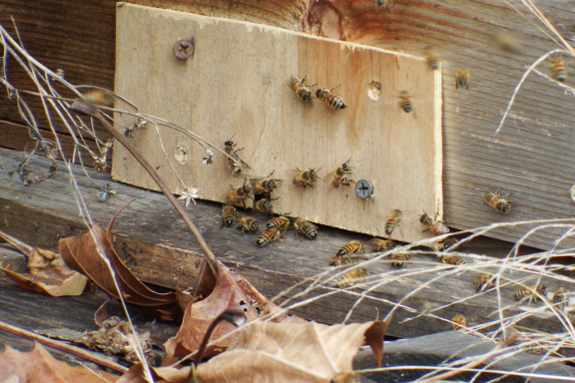 Winter honeybees