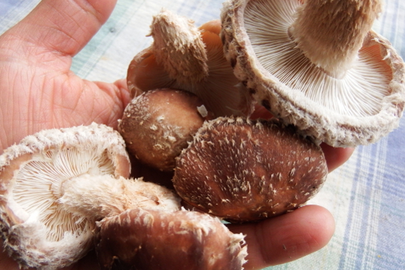 Snow cap shiitake