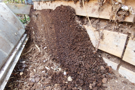 Black soldier fly compost