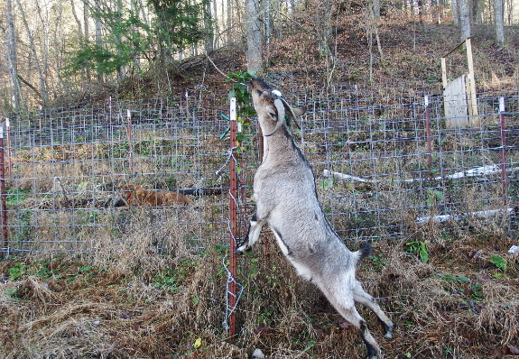 Goat stretching for honeysuckle