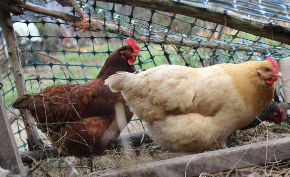 chickens in a tractor