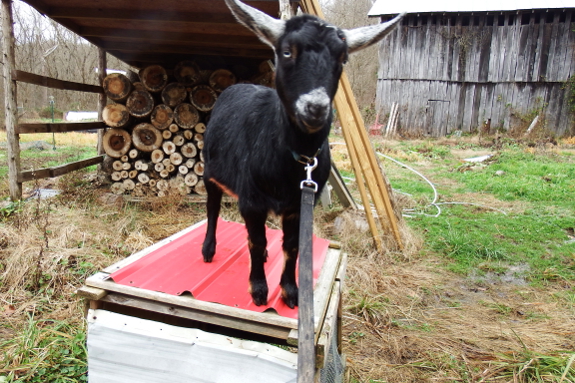 Circus goat