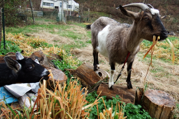 Goat on logs