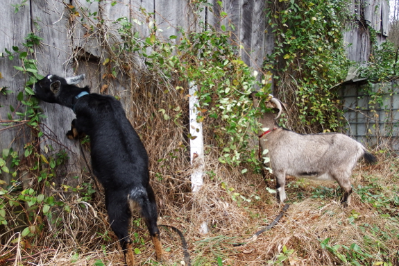 Goats eating honeysuckle