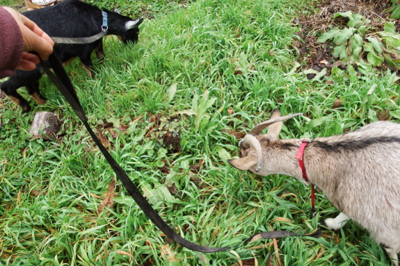Goats on leashes