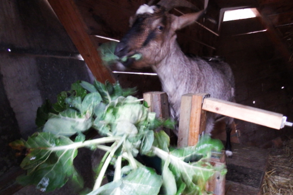 Goat eating brussels sprout