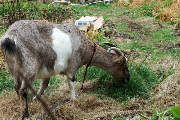 Goat eating winter grass