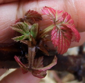 Raspberry leaves