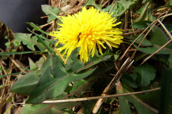 Blooming dandelion