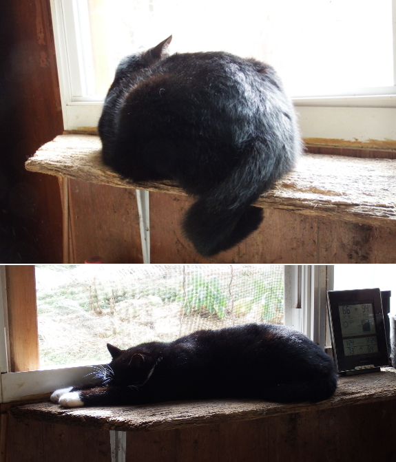 Cat naps