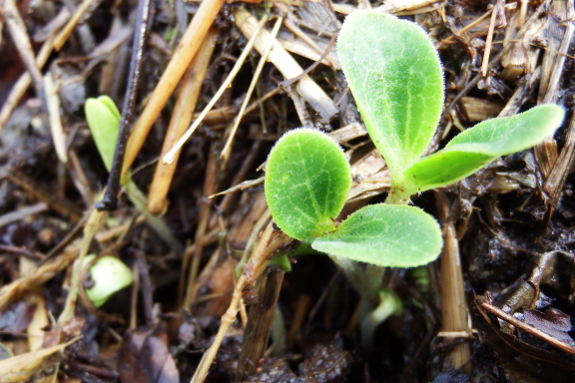 Compost pile sprouts