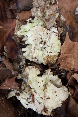 Decaying chicken of the woods