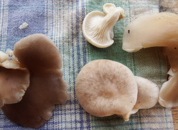 Oyster mushroom colors