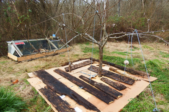 Cardboard tree mulch