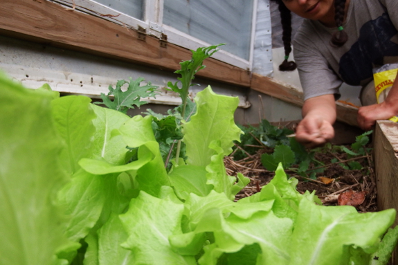 Planting lettuce