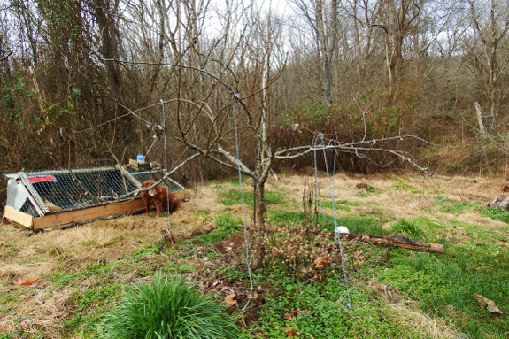 Training a pear tree