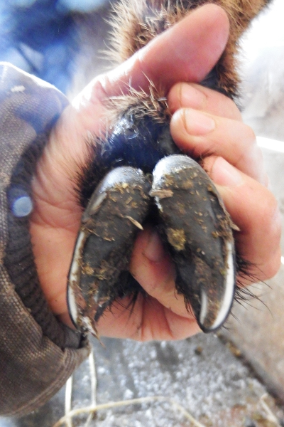 Trimmed goat hoof