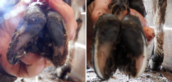 Trimming goat hooves