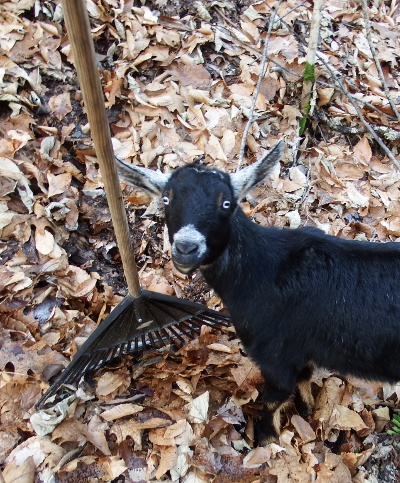 Goat helper